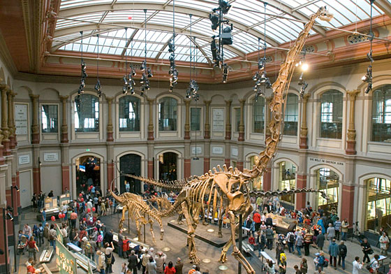 Берлинский музей естествознания, скелет самого 
              большого Динозавра в мире © Museum fuer Naturkunde Berlin