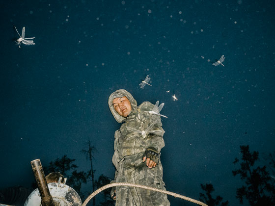 Dragonflies catching mosquitoes, Jakutien, Russland, Juli 